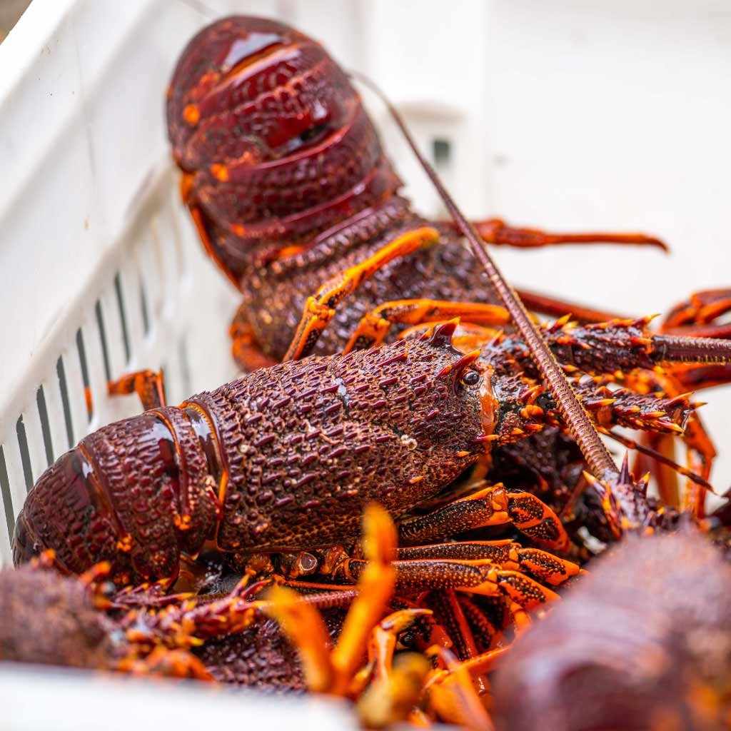 Whole East-Coast Lobster